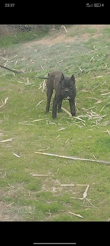 mayali yumurta satisi: Kane-Korso, 2 il, Erkek, Ödənişli çatdırılma — 1