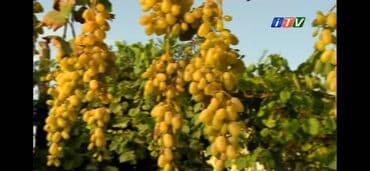 üzüm ağacı: Üzüm Ağacları Satılır Öz həyətimizin Məhsullarıdı Hər cur Növdə Üzüm — 5