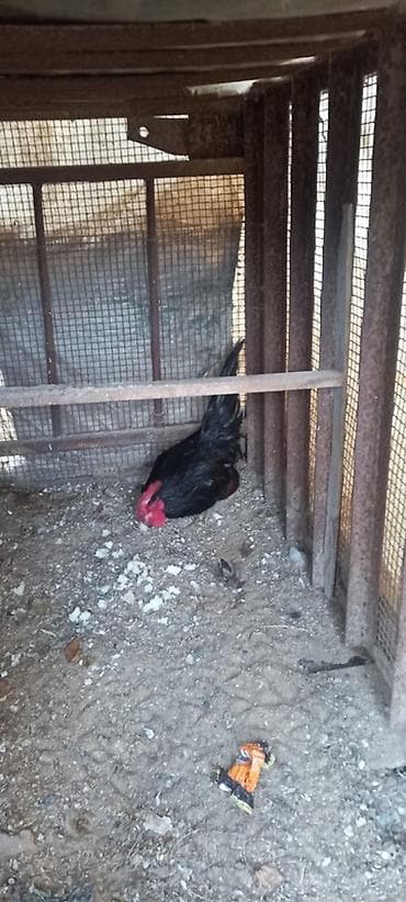 Hinduşkalar: Toyuq, Damazlıq — 4