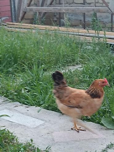 gence it satisi: 3 eded cavan,saglam 7 ayliq fereler. 3 de yumurtayir.Bir ededi 13 — 4