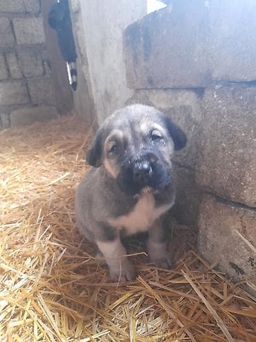 heyvanlar və balaları: Peyvəndli — 10