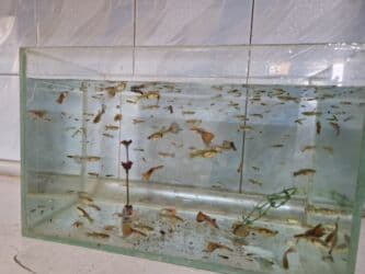 bit əleyhinə: Quppi, Sülhsevər, Ünvandan götürmə — 3