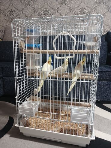 sağlam həyat sağlamlıq mərkəzi: Tam saglam cüt karella 2 dənə balası ilə bir yerdə bahalı qəfəs yem — 2