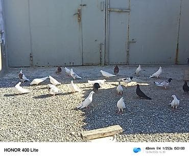Quşlar: 24 eded heyvandi 5 manatdan satılır ünvan Bine qəsəbəsi zəhmət olmasa — 5