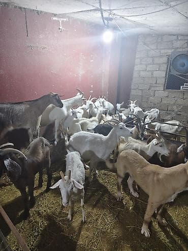 ereb kecisi: Şəkillərdə təsərrüfatdan qarışıq yaş və rənglərdə keçilər sürüsü — 3