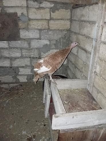 hindquşu: Erkək, Damazlıq, Ödənişli çatdırılma — 4