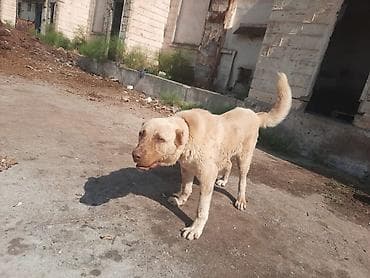 alabaý itleri: Qurdbasar, 9 ay, Erkek, Pulsuz çatdırılma — 5