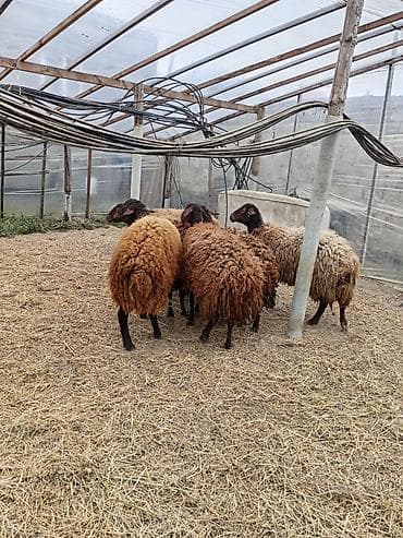 qala qoyunlar: Dişi, Qala, il: 1, 50 kq, Damazlıq, Ünvandan götürmə — 4