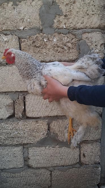 heratı xoruzlar: Xoruz, Brama, il: 1 — 1