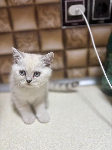 pişik ucun ev: Britan — 3