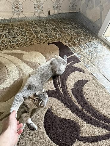 K/t heyvanları və malları: Şotland yastı qulaq, Erkək, Yaxşı əllərə — 3