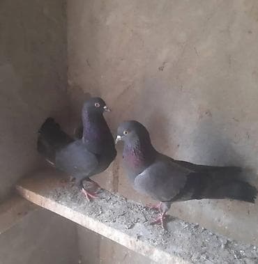 Tutuquşları: Qara-boz rəngdə ev göyərçinləri - Rəng: tünd boz/qara bədən — 2