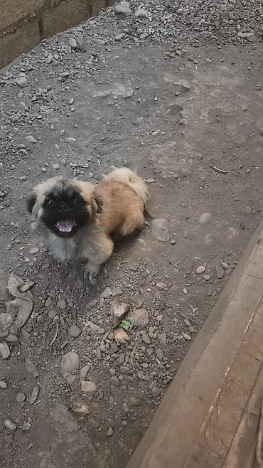 bakida it barinagi: Pekines, 9 ay, Erkək, Peyvəndli, Ödənişli çatdırılma — 2
