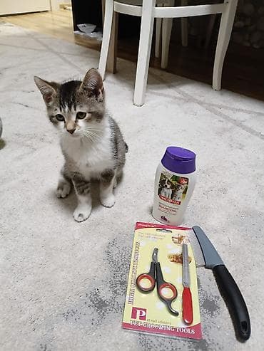 pişik sumkası: Pişik 5 aylıqdır, erkəkdi çox mehribandı.Yemeyi baxımı hər şeyinə — 5