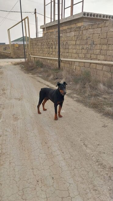 avstrolop toyuqlari haqqinda melumat: Doberman, Erkek — 1