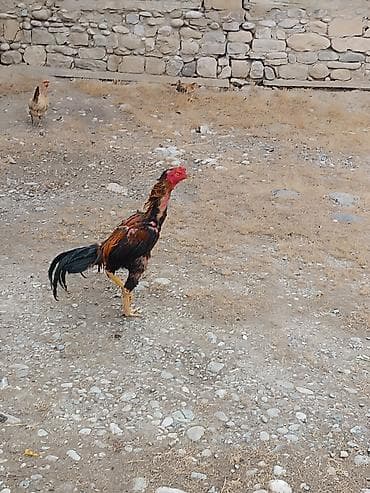 akvarium baliqlari satisi: Salam heyvan sağlamdi xais real alicilar narahat elesin vacapda — 1