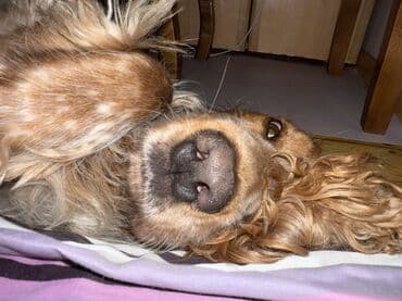 ingilis setteri it cinsi digər adı: Koker spaniyel, 3 il, Erkek — 4