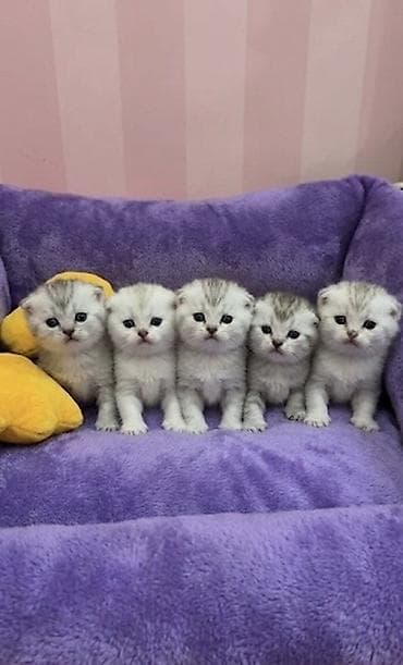 Şotland, Erkək, Dişi