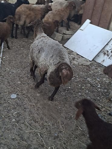 qaban eti: Sekilde gorduyunuz 3 cavan disi qoyun satilir 1 ay olar ber yeyibler — 2