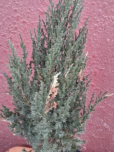 evkalipt bitkisi: Saksıda ardıc (Juniperus) dekorativ iynəyarpaq bitki - Növ: ardıc — 2