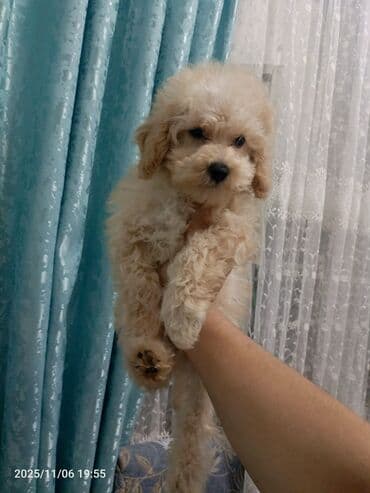 itlərin qiymətləri: Pudel — 2