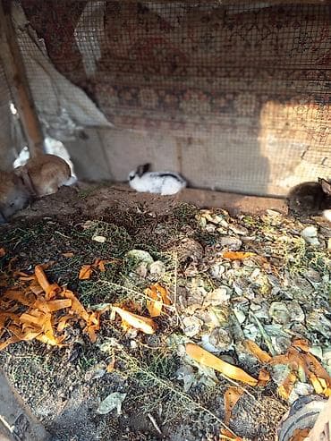 pekines satisi: Salam dovşanların hamsı satılır tam sağlam dılar heçbir xəsdəliyi — 7