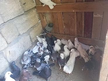 göyercin: Məhsul: 30 eded göyercin tam saqlam quşlardır — 5
