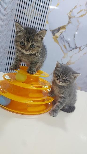 dişi: Şinşilla, Dişi, Yaxşı əllərə, Ödənişli çatdırılma — 2