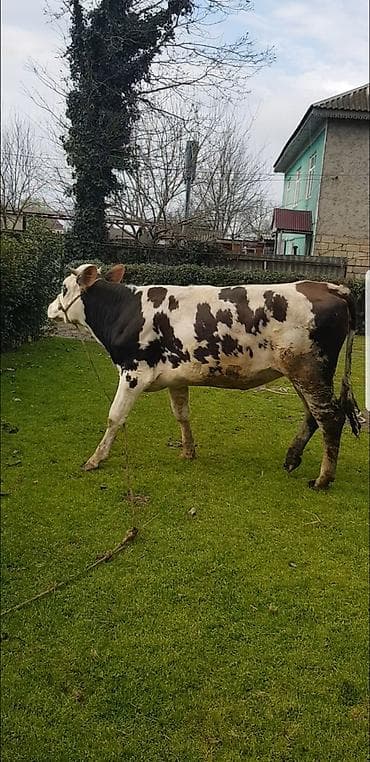 anqus dana: Qaramal – erkək dana (qara-ağ alaca) simental 1 il 8 ayliq hundur — 5