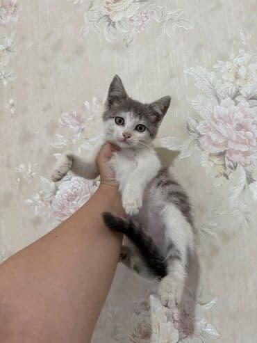 pişik paltarları: Amerikan Shorthair, Dişi, Yaxşı əllərə — 2