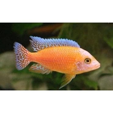 Ace nigara 1-2sm 1azn Limonnik 1-2sm 1azn fire fish 1-2sm 1azn