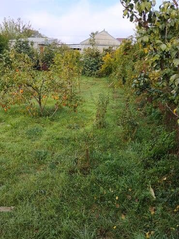 zefir bitkisi: Məhsul: Meyvə ağacları ilə yaşıllıq sahəsi (həyətyanı bağ)Günəşli — 9