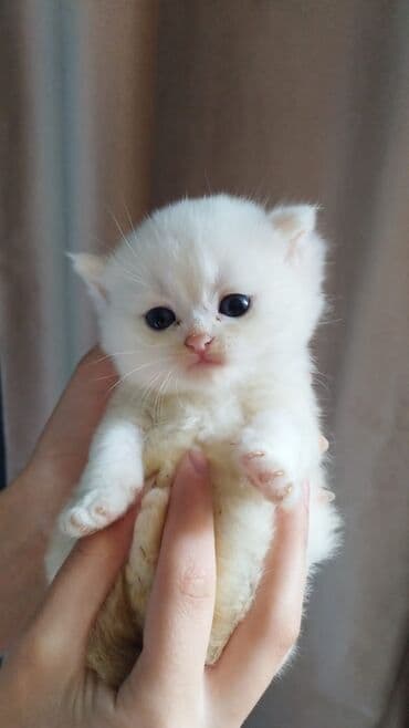 şotlan pişik: Şotland yastı qulaq, Erkək, Dişi, Yaxşı əllərə, Ünvandan götürmə, Pulsuz çatdırılma, Ödənişli çatdırılma — 79