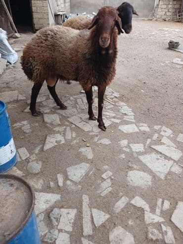 heyrati xoruzdarin satisi: 10ayliq damazlig temiz qala cinsi erkek toglu 650manat fikiri ciddi — 2