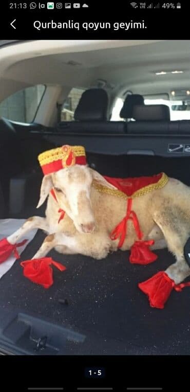 ziyafet paltarları: Qurbanlıq qoyun geyimi — 2