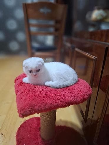 Pişiklər: Britan — 5