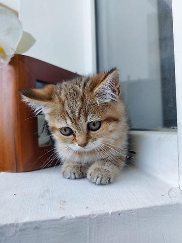 Кошки: Шотладская вислоухая — 2