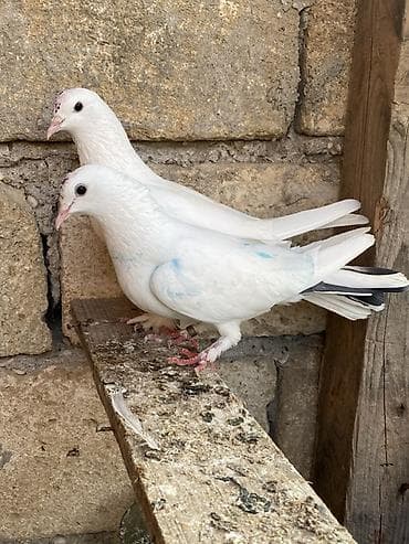 feniks quşu: Hazır cütdüler erkey badam leleydi maya çılpaq dı tutulmadı ikside — 4