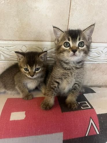 koşka: Tabbi — 2