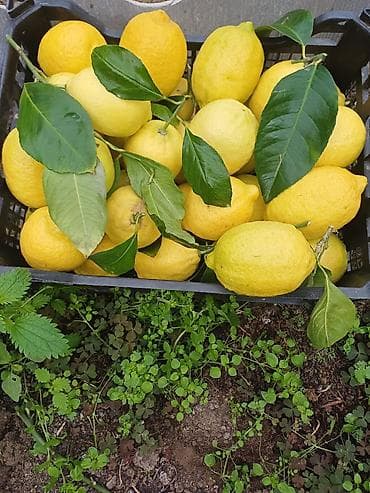 Ət və dəniz məhsulları: Cox dadli limonlar satlsda — 2