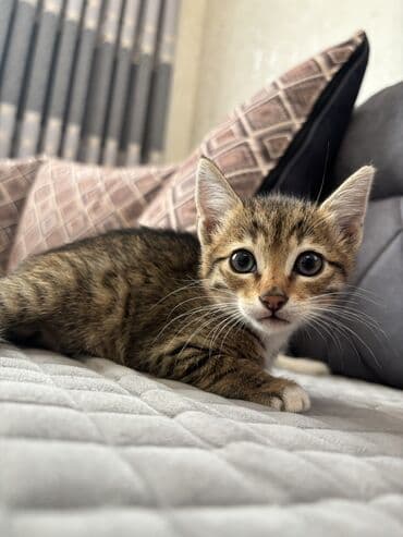 котята в баку бесплатно 2020: Самец, В добрые руки, Бесплатная доставка, Самовывоз, Платная доставка — 4