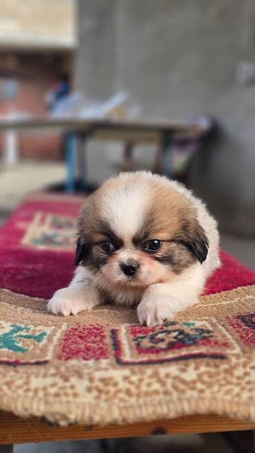 itle barter: Pekines, 2 ay, Erkek — 7