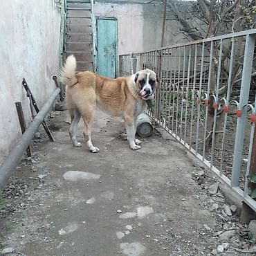 heyvan az: Alabay, 1 il, Erkek, Ünvandan götürmə — 2