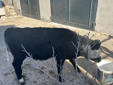 etlik: Dana, buzov, Dişi, ay: 4, Ətlik — 3