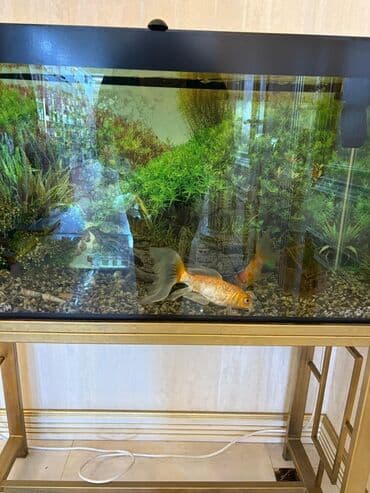 betta balıq: Tək və ya balıqlarla bərabər satılır. Tək akvaryum və ayağı-120 azn — 2