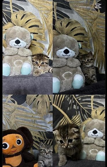 pişik qara: Skottish Fold və düzqulaq qarışığı balalar - Cins: Scottish Fold — 8