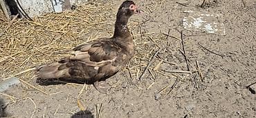 Musk ördəkləri (indo ducks) – müxtəlif rənglərdə - Növlər: musk/indo — 5