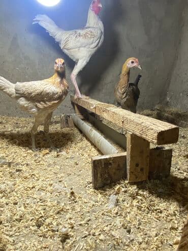 Toyuq, Damazlıq, Ödənişli çatdırılma