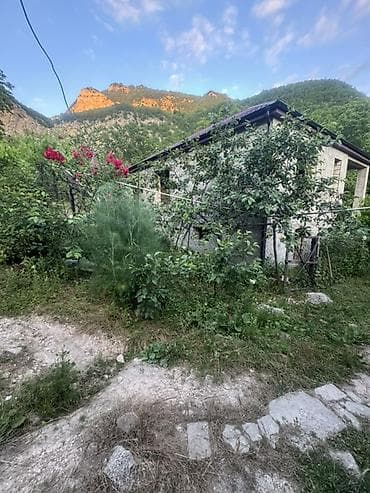 ev gulleri ve adları: Dırmaşan qızılgül kolları – dekorativ sarmaşıq gül - Növ — 3