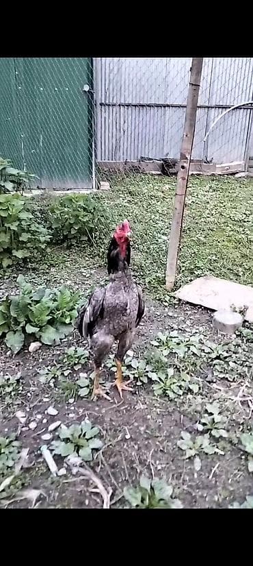 pudel iti haqqinda: Cins: Uzunboyun, döyüş tipli xoruz (ehtimalən Aseel/Şamo xətti) Rəng — 5